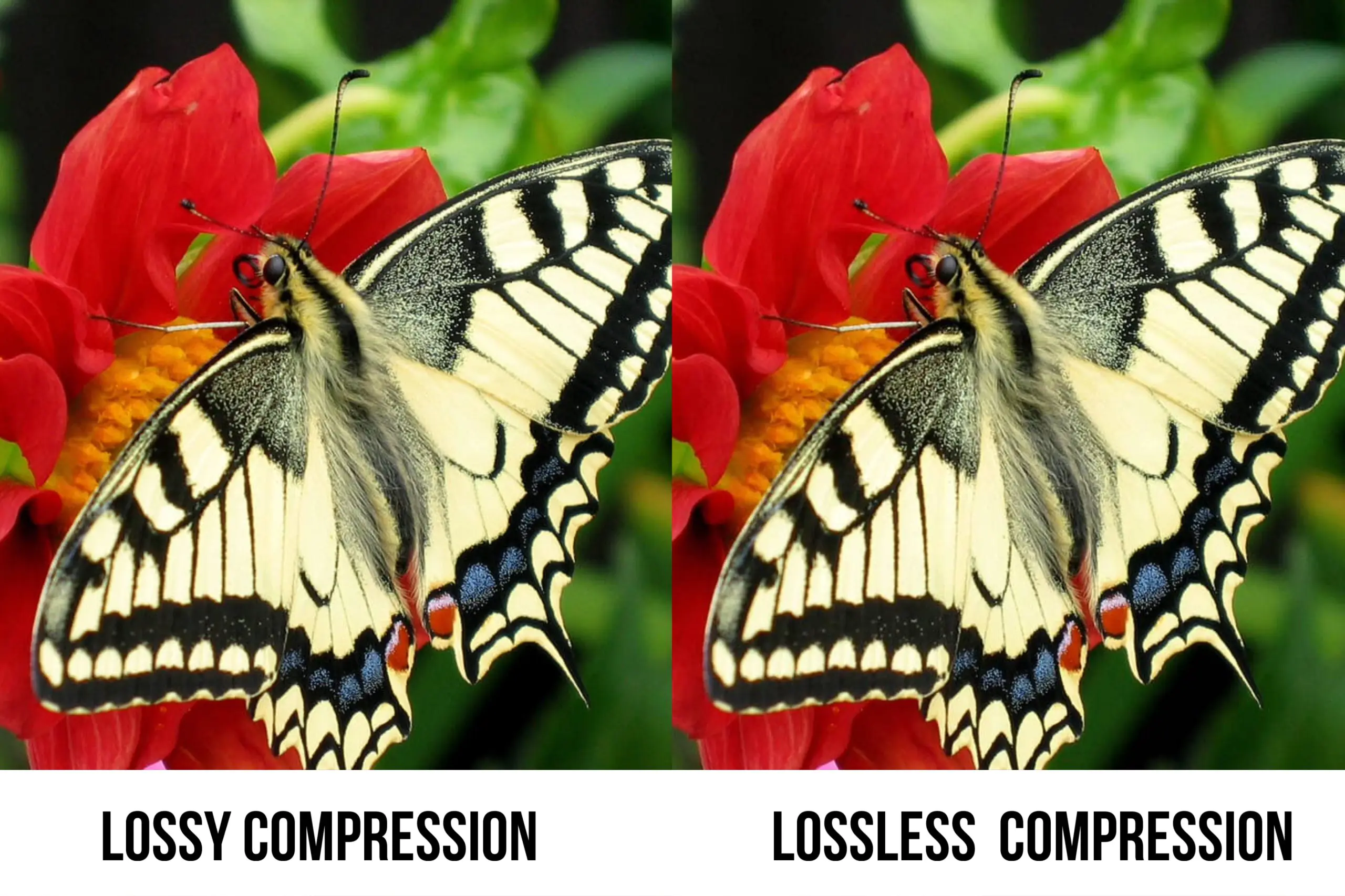 Lossy vs Lossless compression